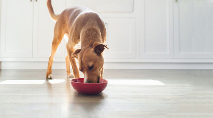 Δημιούργησε ένα υγιεινό σνακ για τον σκύλο σου