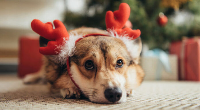 Ποιες τροφές δεν πρέπει να δίνετε κατά την διάρκεια των γιορτών στον σκύλο σας