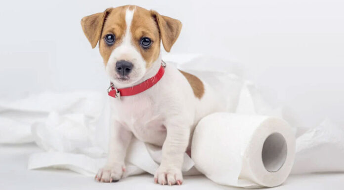 Κουτάβι: Πώς θα το εκπαιδεύσετε να πηγαίνει τουαλέτα