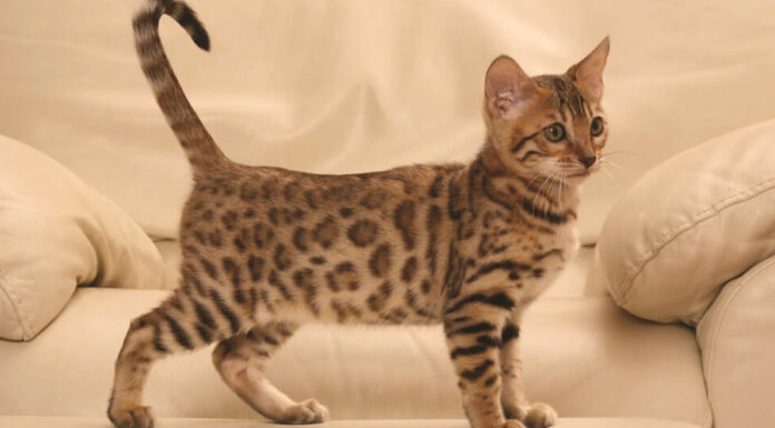 Γιατί κουνάει η γάτα την ουρά της όταν της μιλάτε;