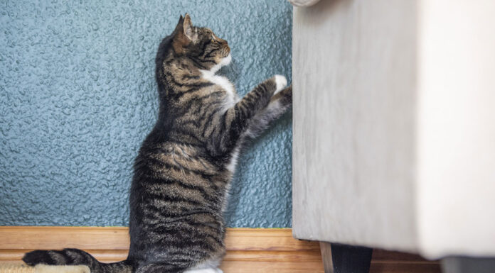 Πώς να σταματήσετε τη γάτα σας να γρατζουνάει τα έπιπλα