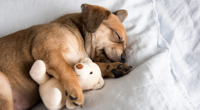 Σκύλος και αϋπνία – Δείτε πώς μπορείτε να τον βοηθήσετε