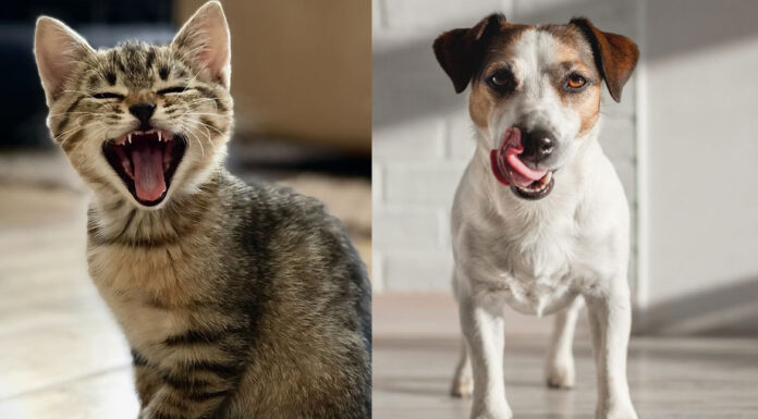 10 περίεργα πράγματα που δεν γνώριζες για το κατοικίδιό σου