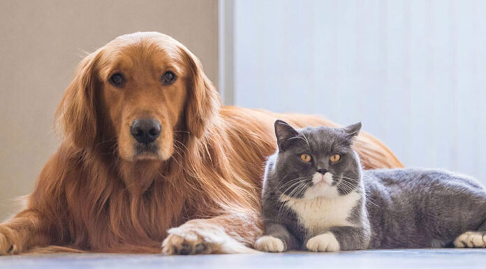 Ονειρεύονται τα ζώα τελικά;