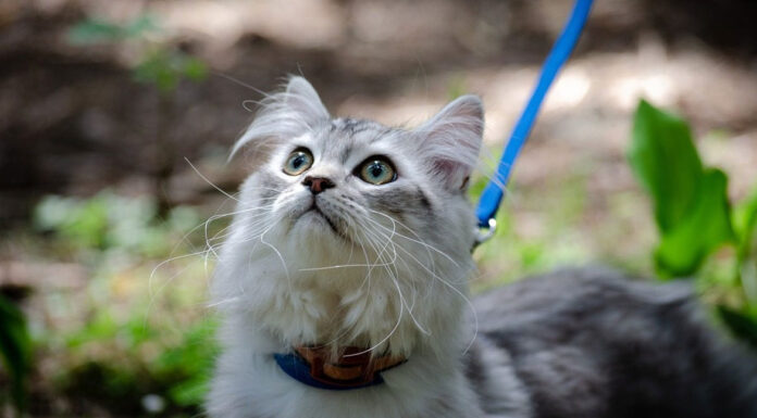 Γάτα: Πώς να την μάθετε να περπατάει με λουρί
