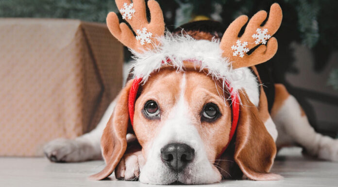 Γιορτές: Πόσο αγχωτικές μπορεί να είναι για τα σκυλιά