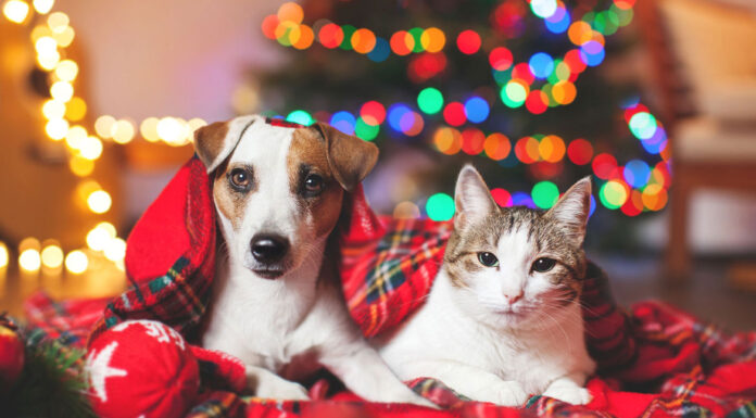 Τρεις κίνδυνοι που απειλούν τα κατοικίδια στις γιορτές – Τι να προσέξετε