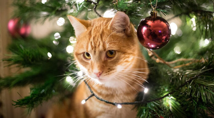Πώς να προστατεύσετε το χριστουγεννιάτικο δέντρο…από τη γάτα σας