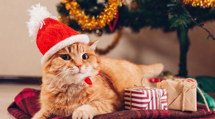 Αυτοί είναι οι μεγαλύτεροι κίνδυνοι που αντιμετωπίζουν οι γάτες τις γιορτές