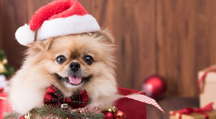 Χριστούγεννα: Είστε έτοιμοι να υιοθετήσετε ένα κατοικίδιο ή παρασύρεστε από το πνεύμα των γιορτών;