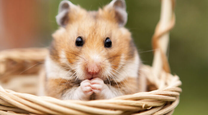 Χάμστερ: Όσα πρέπει να γνωρίζετε για την φροντίδα του