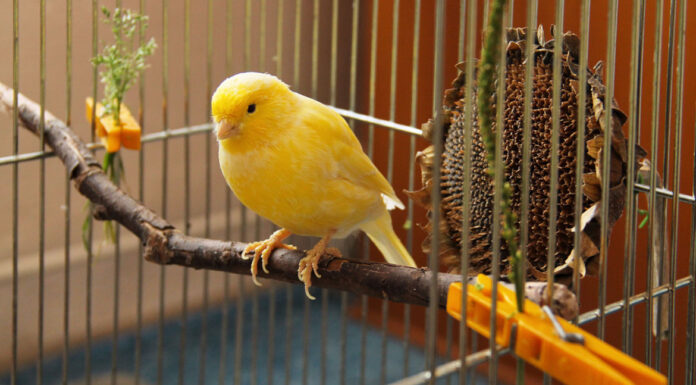 Καναρίνι: Χρήσιμες συμβουλές για τον μικρό σας φίλο