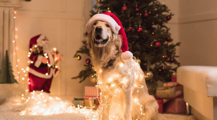 Χριστούγεννα: Ιδέες για δώρα στον σκύλο σας