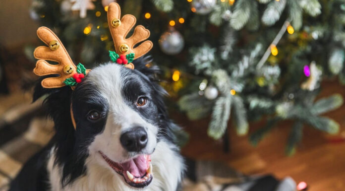 Σκύλος: Αυτές τις γιορτές σκεφτείτε το καλά πριν του δώσε κόκαλο!