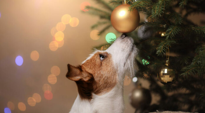 10 συμβουλές για χαρούμενα Χριστούγεννα παρέα με τον σκύλο σας
