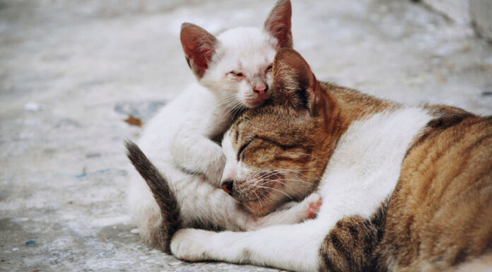 Μύθοι και αλήθειες για τις αδέσποτες γάτες