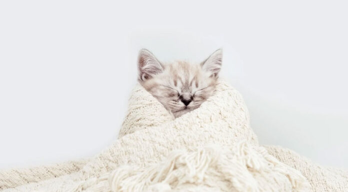 Σημάδια ότι η γάτα σας κρυώνει
