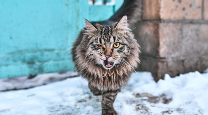 Πώς θα πειθαρχήσετε μια γάτα