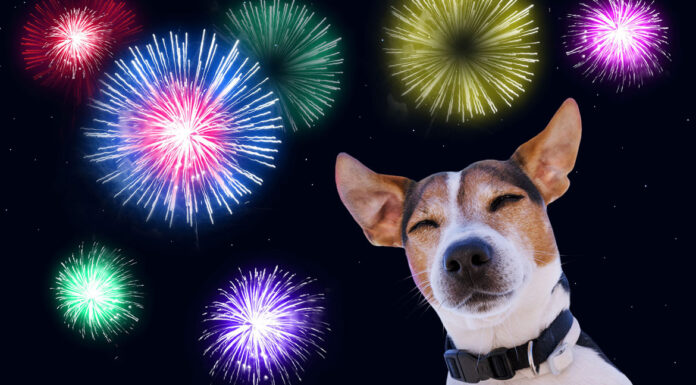 Πυροτεχνήματα: Χιλιάδες ζώα και πουλιά τρομοκρατούνται το βράδυ της Πρωτοχρονιάς