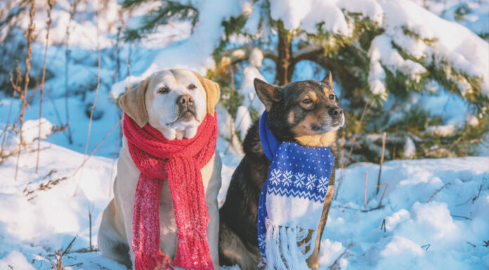 5 τρόποι για να προστατεύσετε τον σκύλο σας από το κρύο