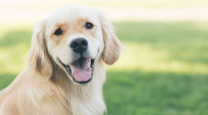 Πόσο χρόνο χρειάζεται ένας σκύλος για βόλτα την ημέρα;