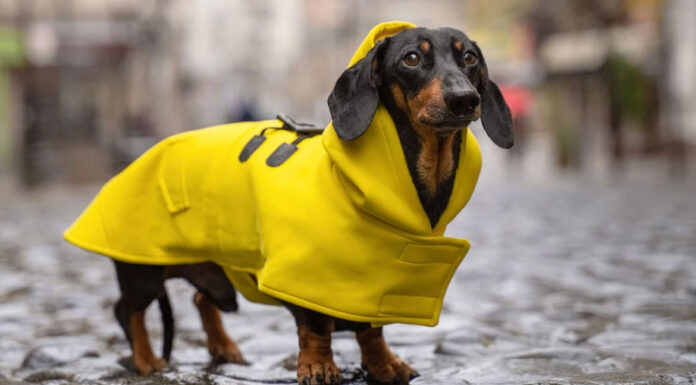 Δεν θέλει ο σκύλος σας να κάνει την ανάγκη του στη βροχή; Δείτε τι μπορείτε να κάνετε