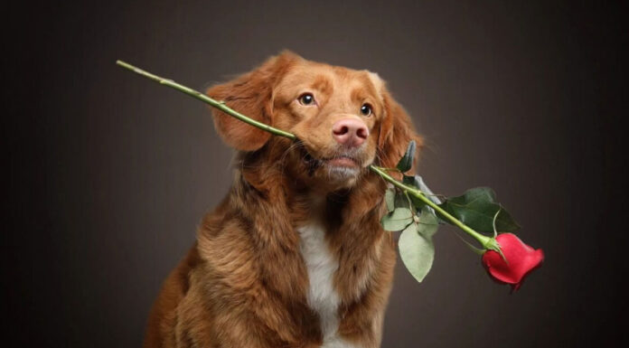 Τι πρέπει να προσέξετε την ημέρα του Αγίου Βαλεντίνου αν έχετε κατοικίδια ζώα στο σπίτι;