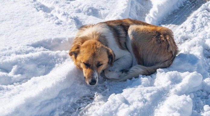 Σκύλος και κρύο – Τι πρέπει να προσέξετε