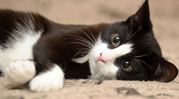 7 μύθοι για τις γάτες που πρέπει να καταρρίψουμε