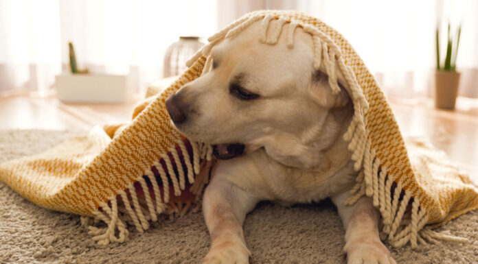 Διασφαλίστε υγιές δέρμα και υγιές τρίχωμα στον σκύλο σας