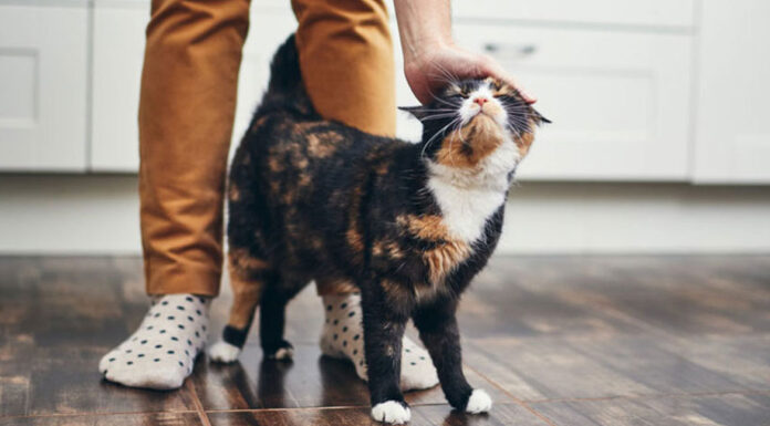 Τι σημαίνουν οι διάφοροι ήχοι και κινήσεις από τη γάτα σου