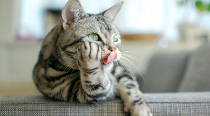 Τι σκέφτονται περισσότερο οι γάτες;