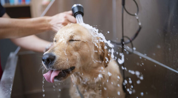 Χρήσιμα tips για να κάνετε μπάνιο τον σκύλο σας χωρίς κόπο