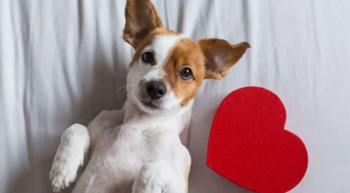 Αγίου Βαλεντίνου: Ιδέες δώρου για τον αγαπημένο σας σκύλο