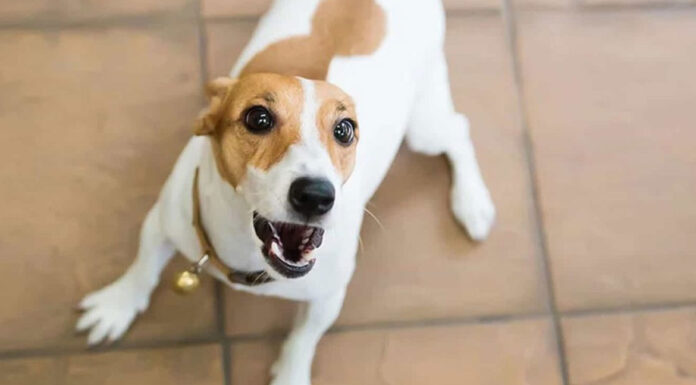 Πώς να κάνω το σκύλο μου να σταματήσει να γαυγίζει;