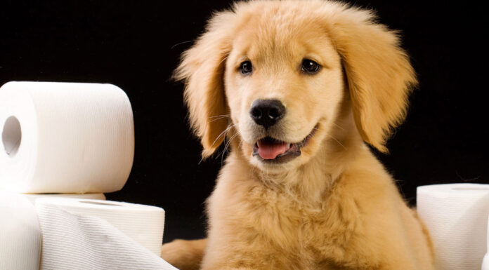 Εκπαίδευση κουταβιού στην τουαλέτα