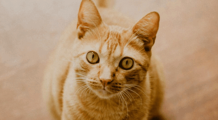 «Κάτσε»: Πώς να μάθετε στη γάτα σας αυτή την εντολή