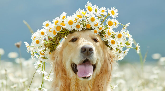 Σκύλος: Πώς η άνοιξη επηρεάζει τη συμπεριφορά του