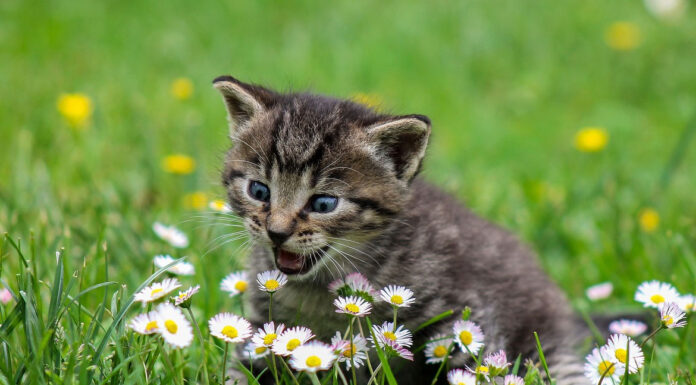 Άνοιξη και γάτες: Τι πρέπει να προσέξεις