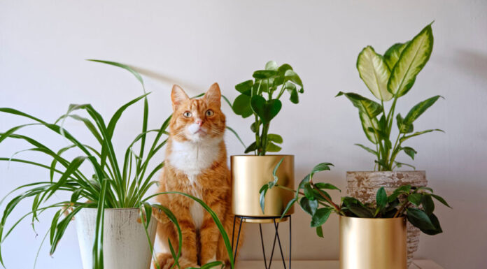 Ποιοι είναι οι πιο βασικοί κίνδυνοι της άνοιξης για τον σκύλο ή τη γάτα μας