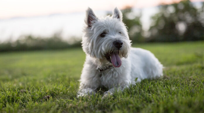 Σκύλος: Ποιες ράτσες έχουν μεγαλύτερη πιθανότητα εμφάνισης καρκίνου σύμφωνα με έρευνα
