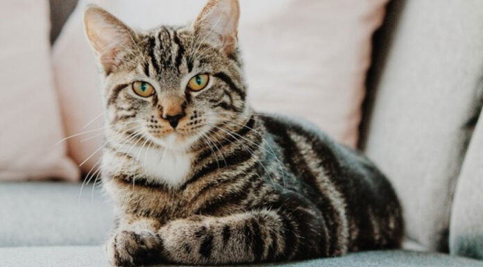 Γιατί η γάτα μισεί τις κλειστές πόρτες