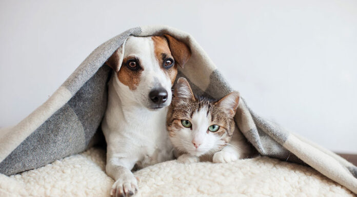 Πώς να βοηθήσουμε τα κατοικίδια να είναι χαρούμενα σύμφωνα με τους ειδικούς