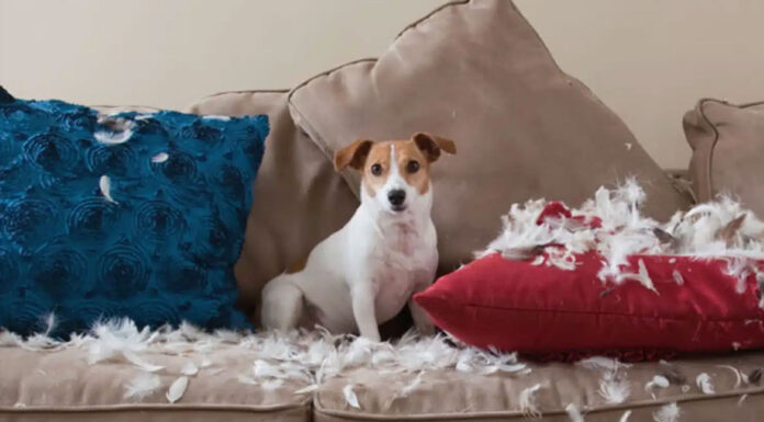 Έξυπνα κόλπα για τα έπιπλά σας από την «επίθεση» του τετράποδου φίλου σας