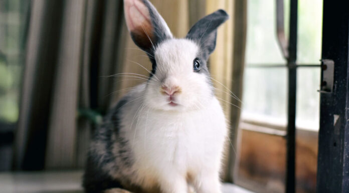 Κουνέλι: Περίεργες συμπεριφορές που μας «επικοινωνούν» τις επιθυμίες τους