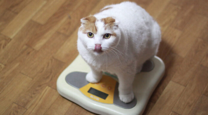 Παχυσαρκία σε σκύλους και γάτες: Πώς να την αποφύγετε