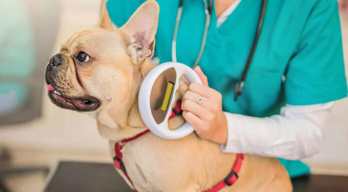 Οι λόγοι που είναι σημαντικό το τσιπάρισμα στα κατοικίδια