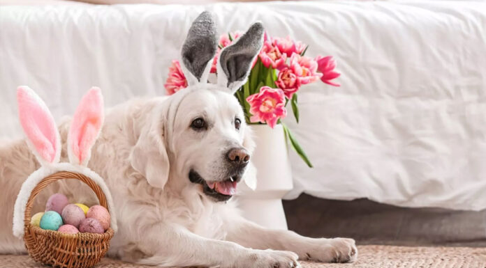 Πάσχα: Οι κίνδυνοι για το κατοικίδιό σας – Τι να προσέξετε