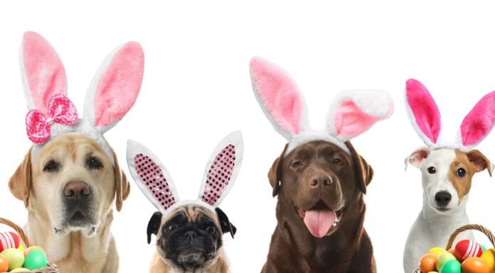 Πάσχα με τον σκύλο μας και όσα πρέπει να προσέξουμε!