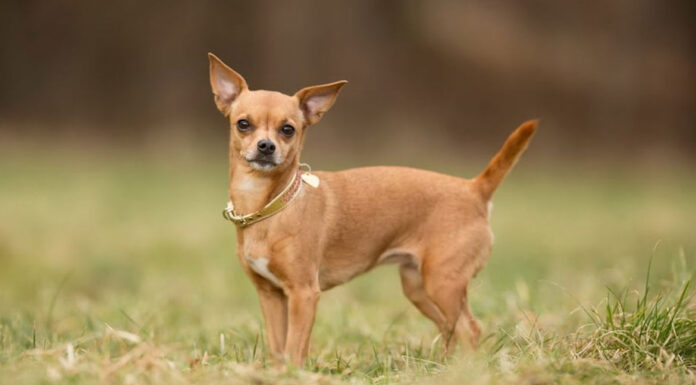 Τι σημαίνει η κάθε ράτσα σκύλου για τον ιδιοκτήτη της